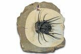 Insane, Spiny Dicranurus Trilobite - Atchana, Morocco #339399-4